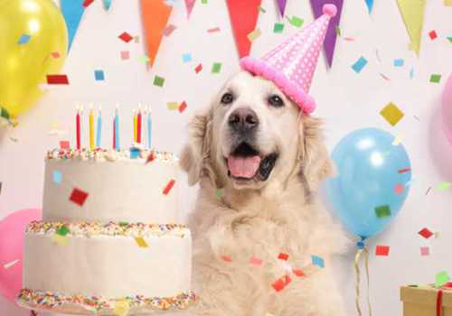 PAWTY TIME
