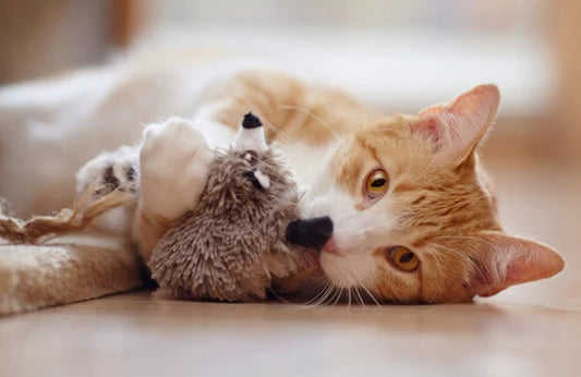 JUST FOR CATS