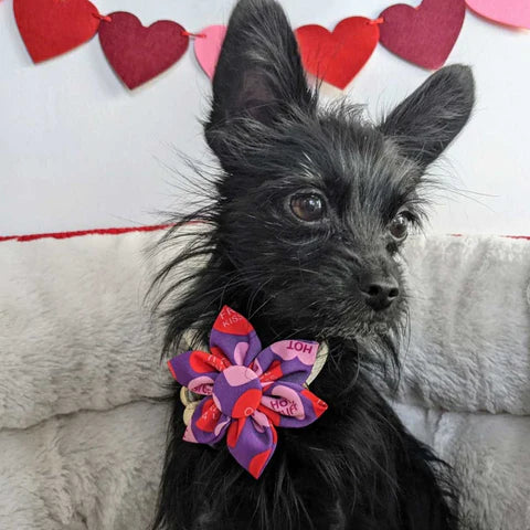 JUST FOR CATS