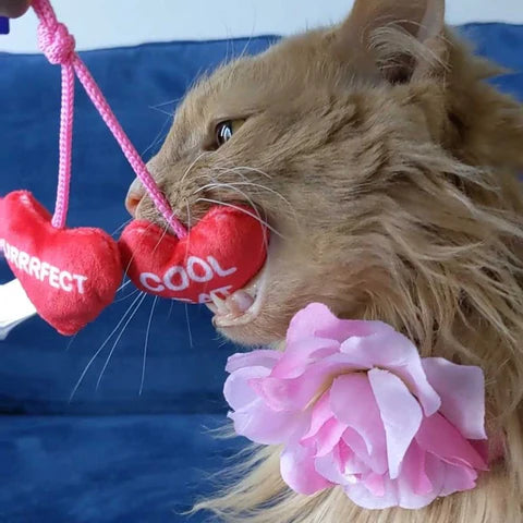 JUST FOR CATS