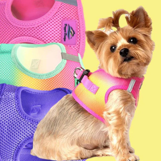 COLLARS & HARNESSES